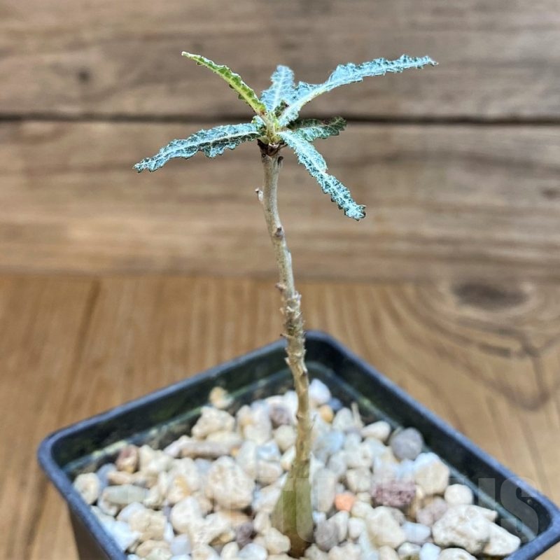 SH18180 Boswellia elongata