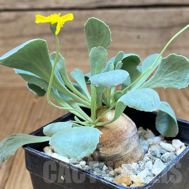 SH17071 Othonna cacalioides