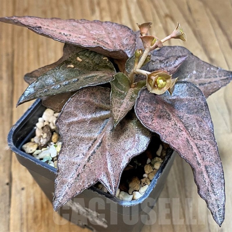 SH17788 Euphorbia francoisii hybrid