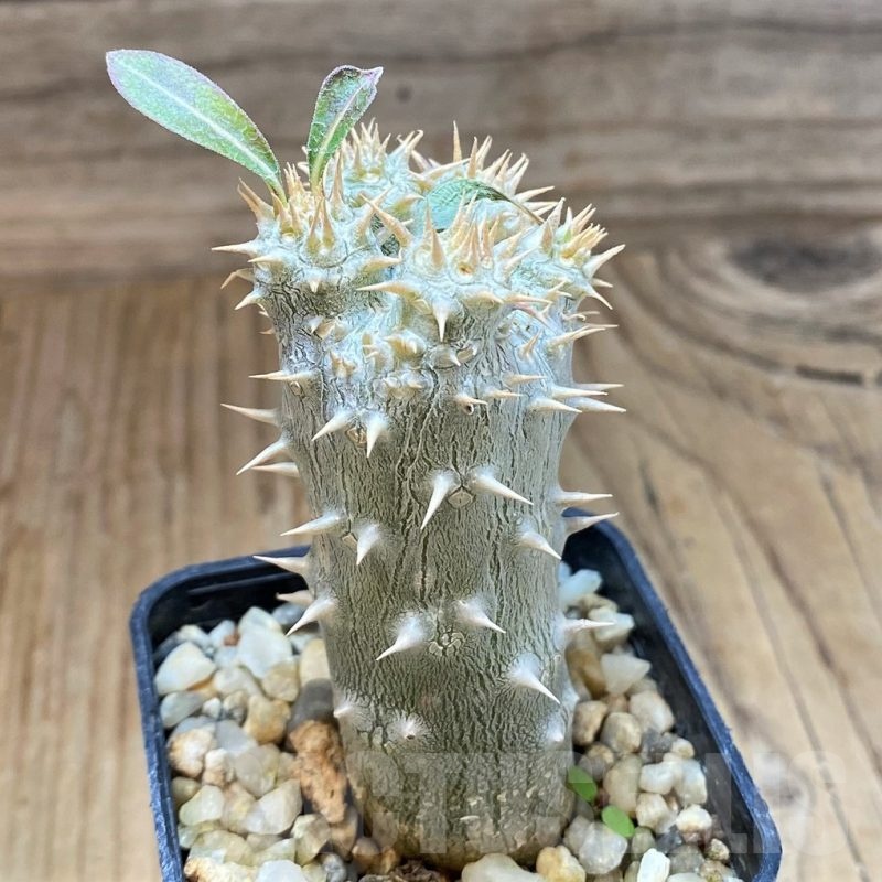 SH17474 Pachypodium horombense