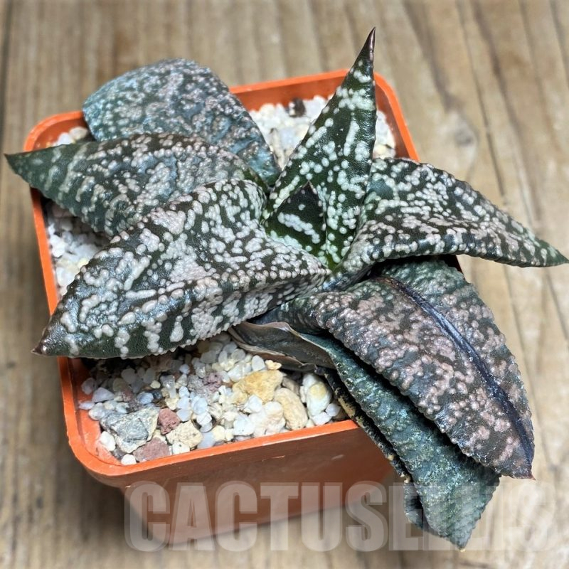 LOT715 20SEEDS Gasteria ellaphieae x ?