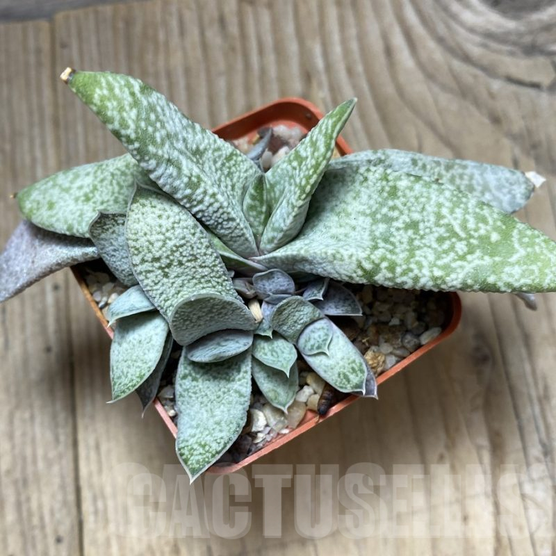 LOT715 10SEEDS Gasteria glauca x ?
