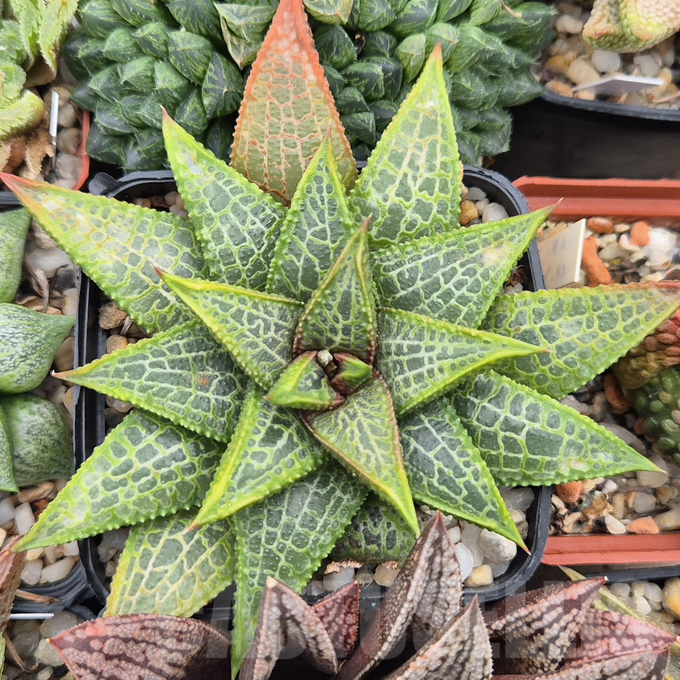 VVG17490 Haworthia koelmaniorum x tesselata F2
