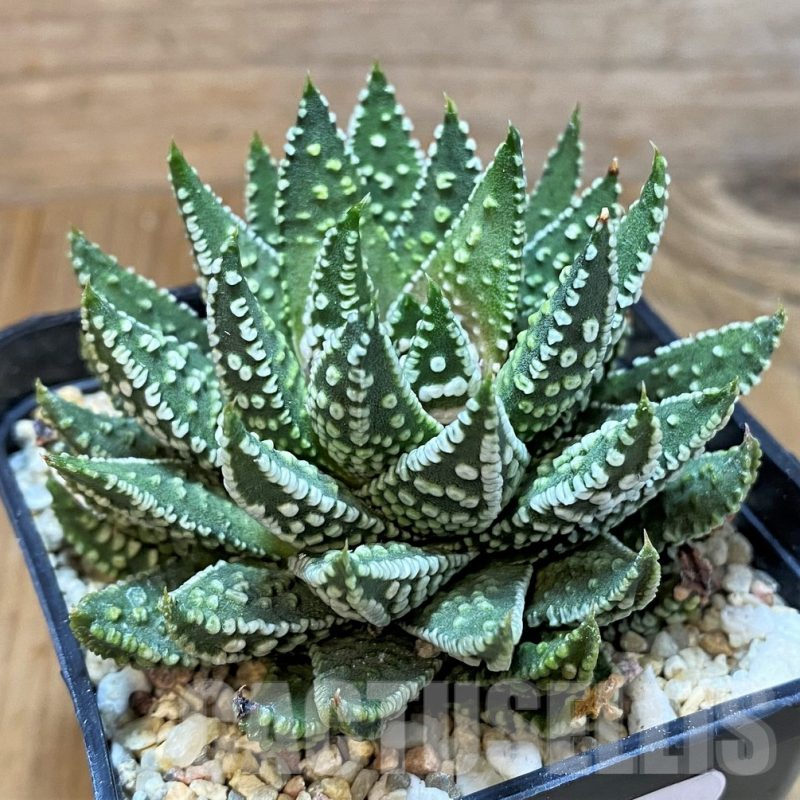 LOT939 20 SEEDS Haworthia pumila ‘Donut’, compact form 2025