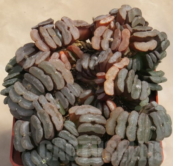 VVG17489 Haworthia truncata f.caespitosa