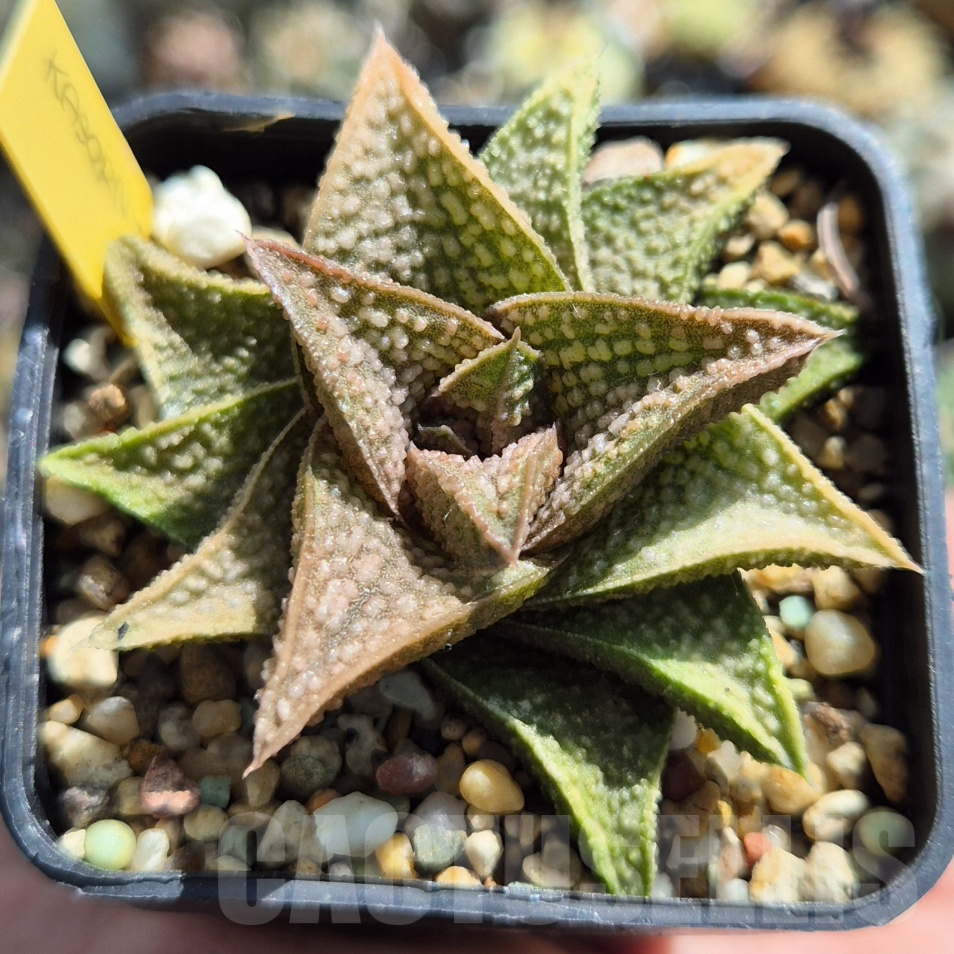 VVG17495 Haworthia ‘Kasornthamala’
