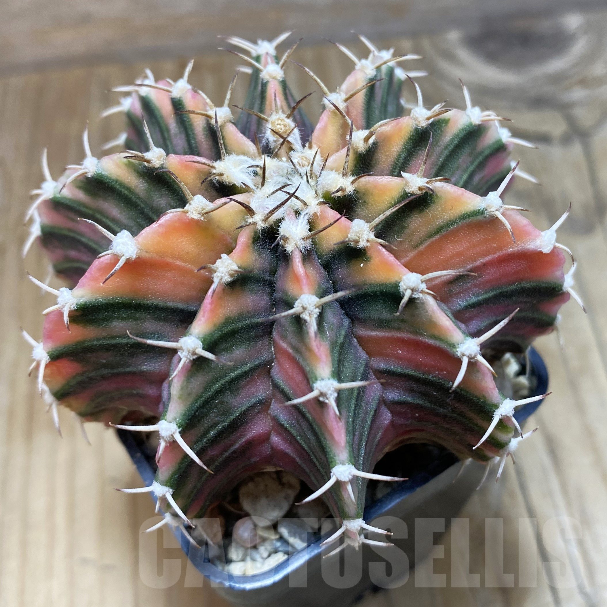 SH16993 Gymnocalycium friedrichii LB f. variegata, seedling, old 6 years