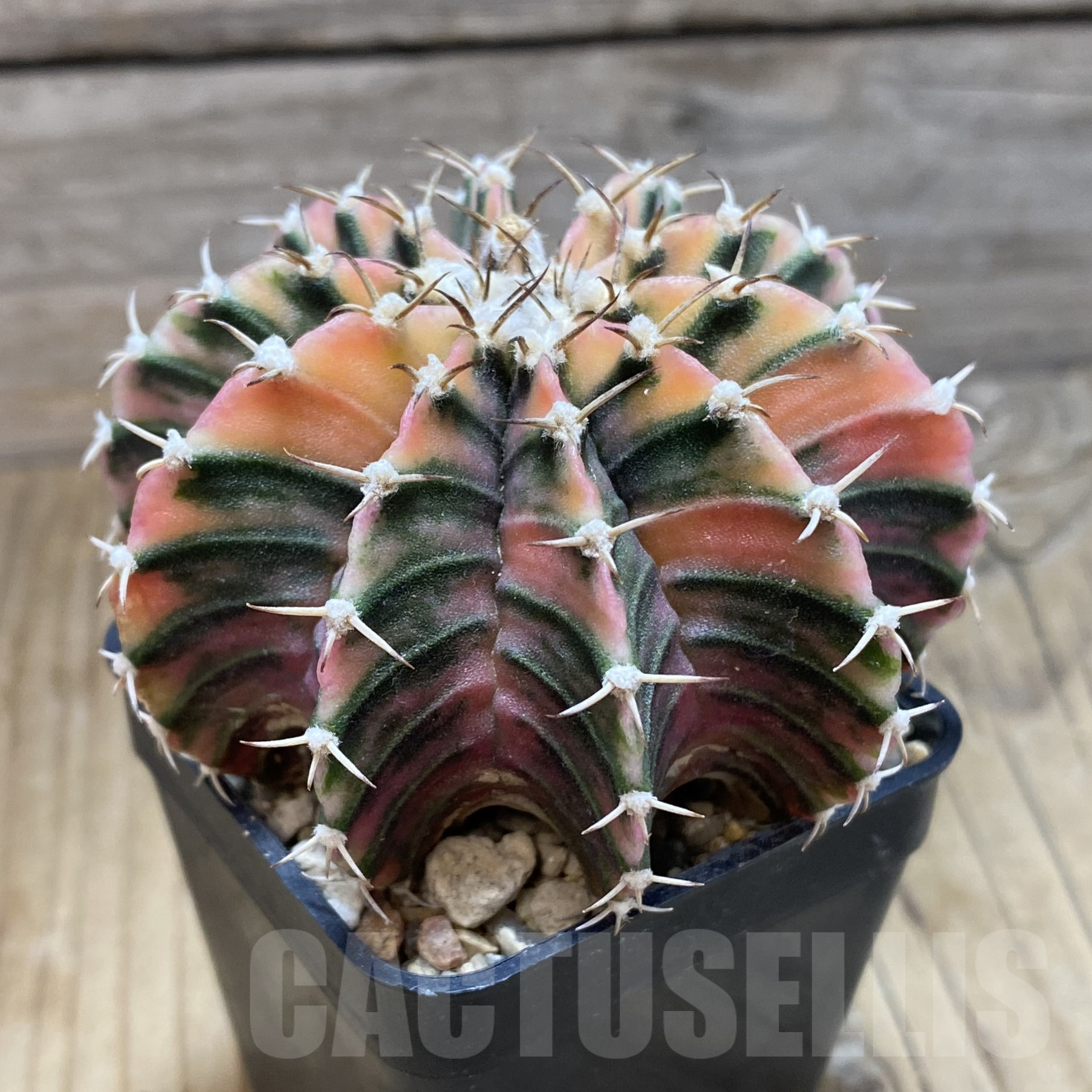 SH16993 Gymnocalycium friedrichii LB f. variegata, seedling, old 6 years - immagine 2