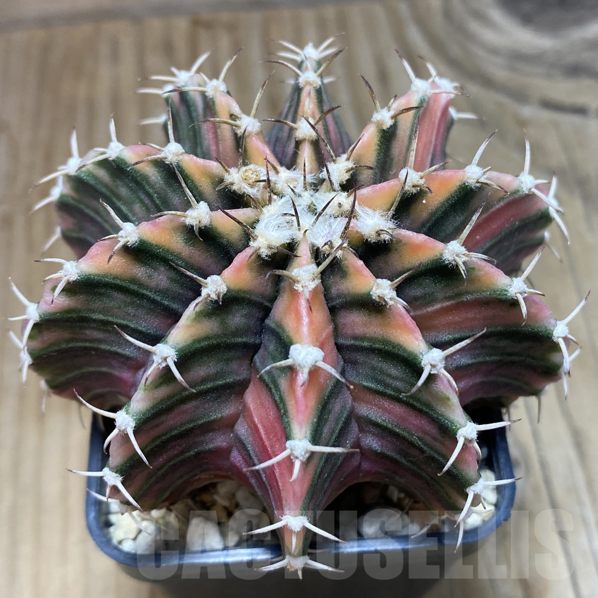 SH16993 Gymnocalycium friedrichii LB f. variegata, seedling, old 6 years - immagine 3