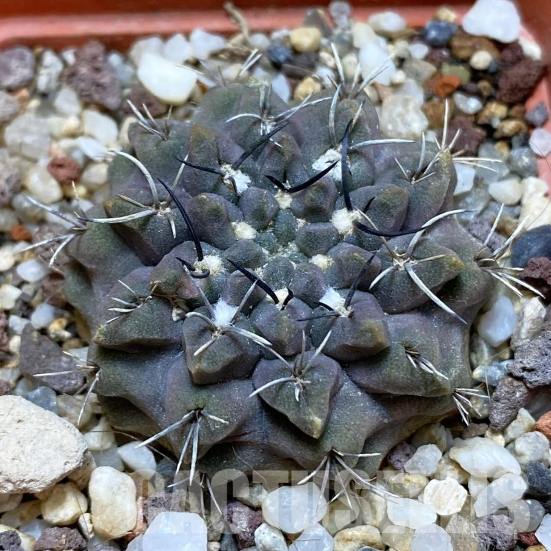 SH15977 Eriosyce aff. occulta, old 7 years