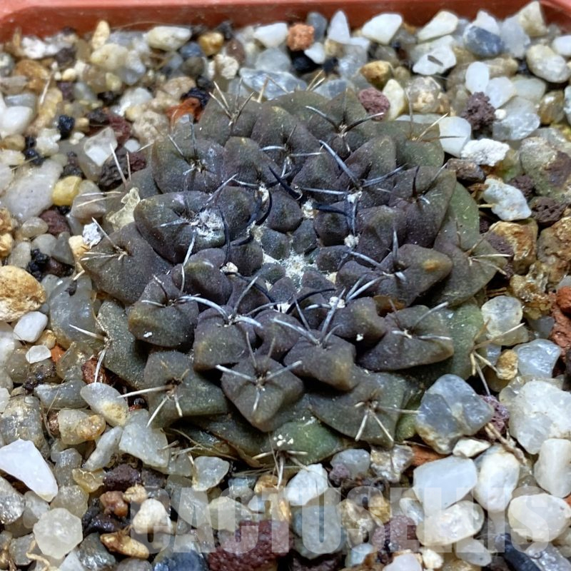 SH15978 Eriosyce aff. occulta, old 7 years