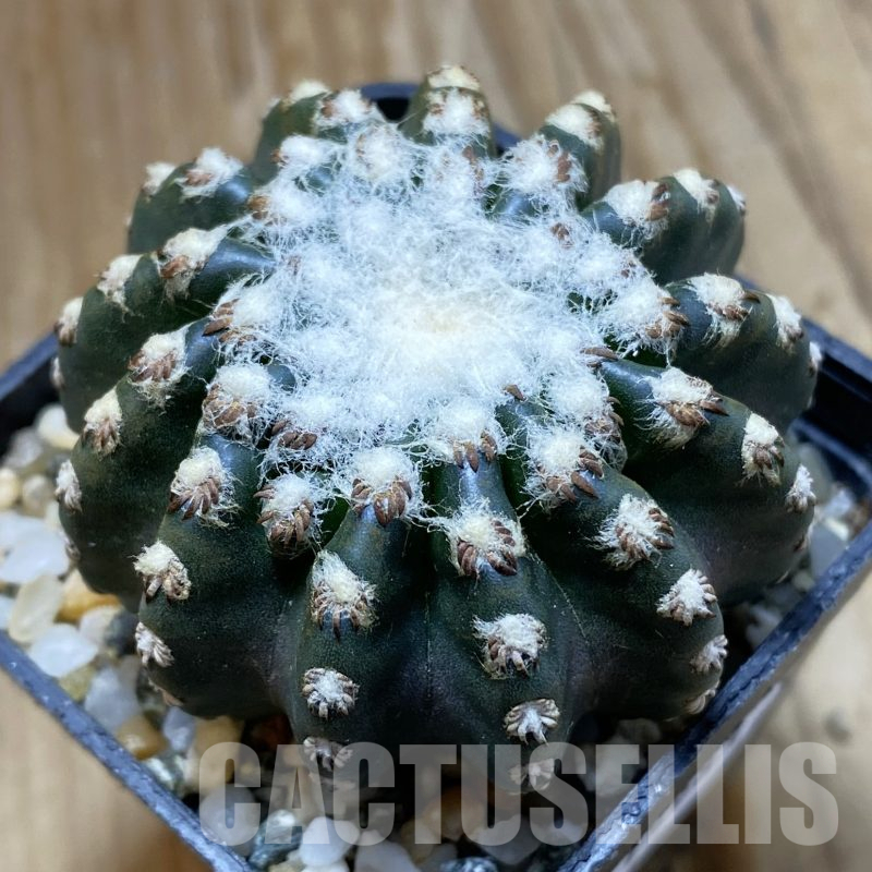 SH15983 Discocactus horstii