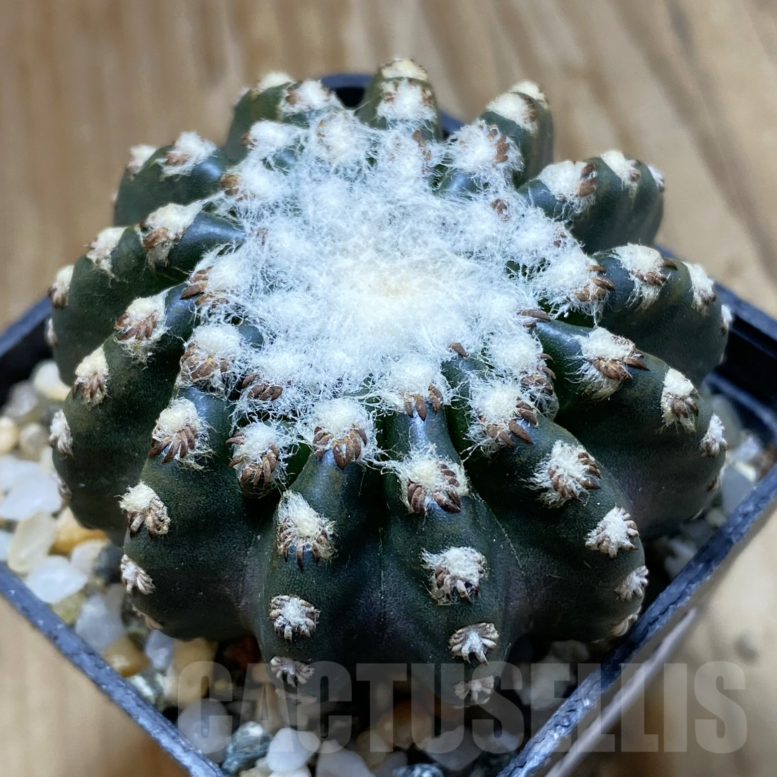 SH15983 Discocactus horstii