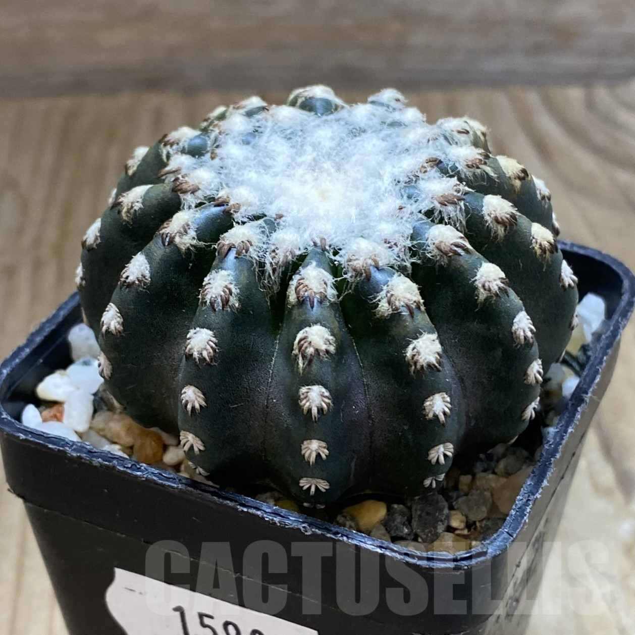 SH15983 Discocactus horstii - immagine 2