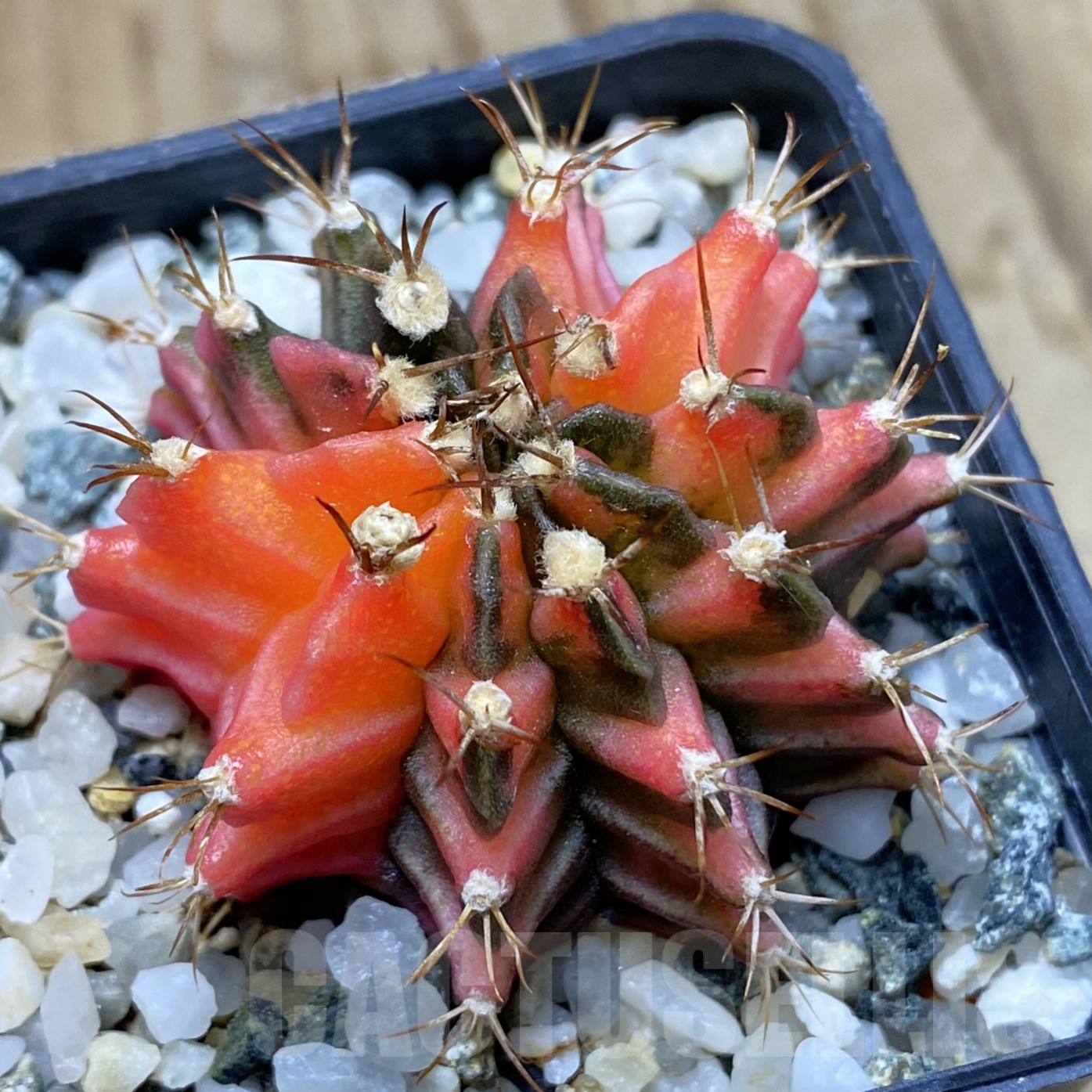 SH15984 Gymnocalycium mihanovichii f. variegata