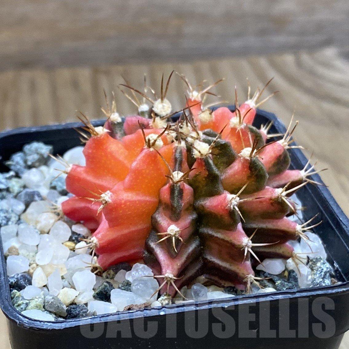 SH15984 Gymnocalycium mihanovichii f. variegata - Image 2