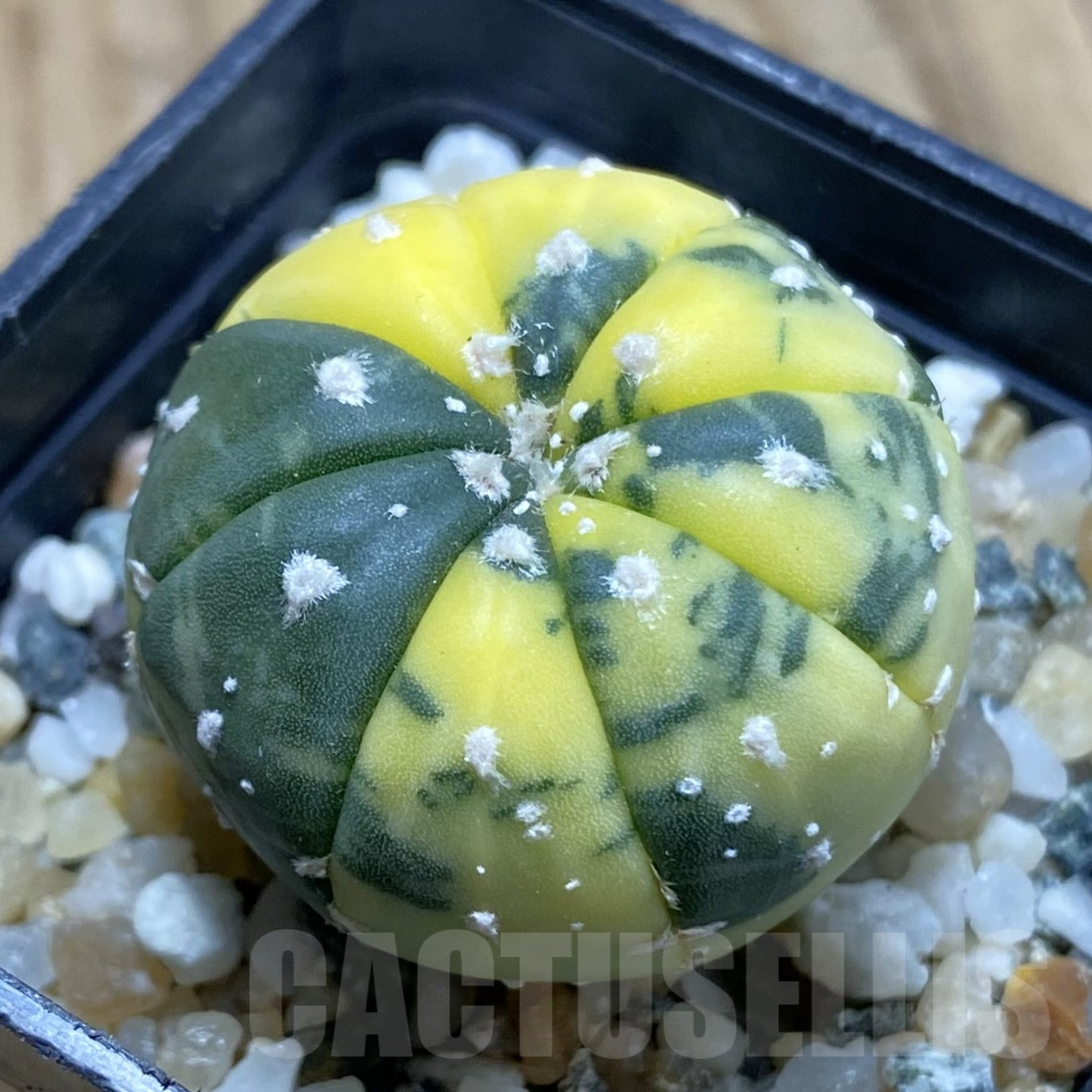 SH15986 Astrophytum asterias f. variegata