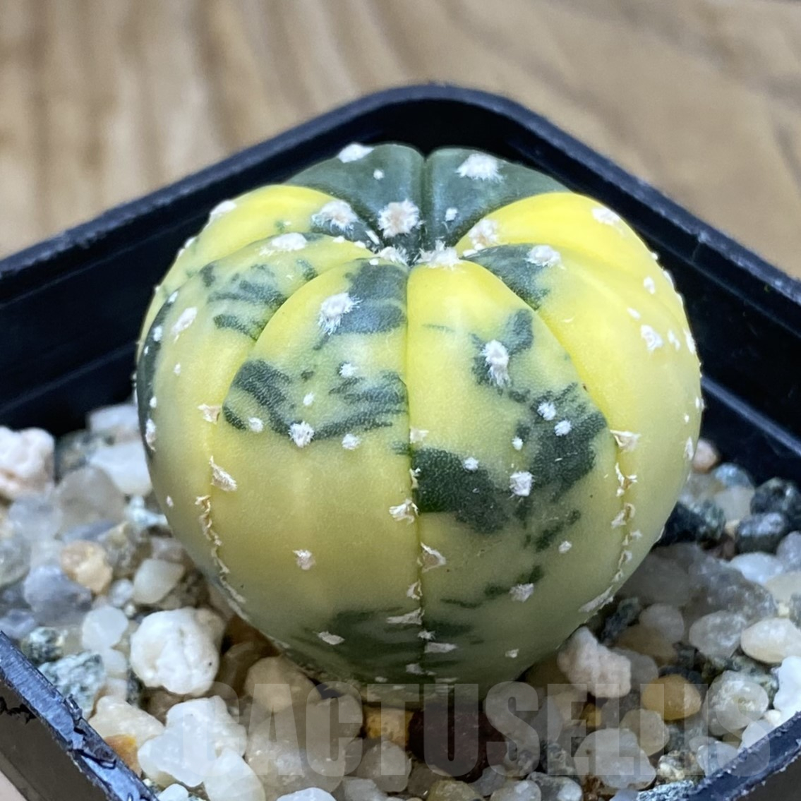 SH15986 Astrophytum asterias f. variegata - Obrázek 2