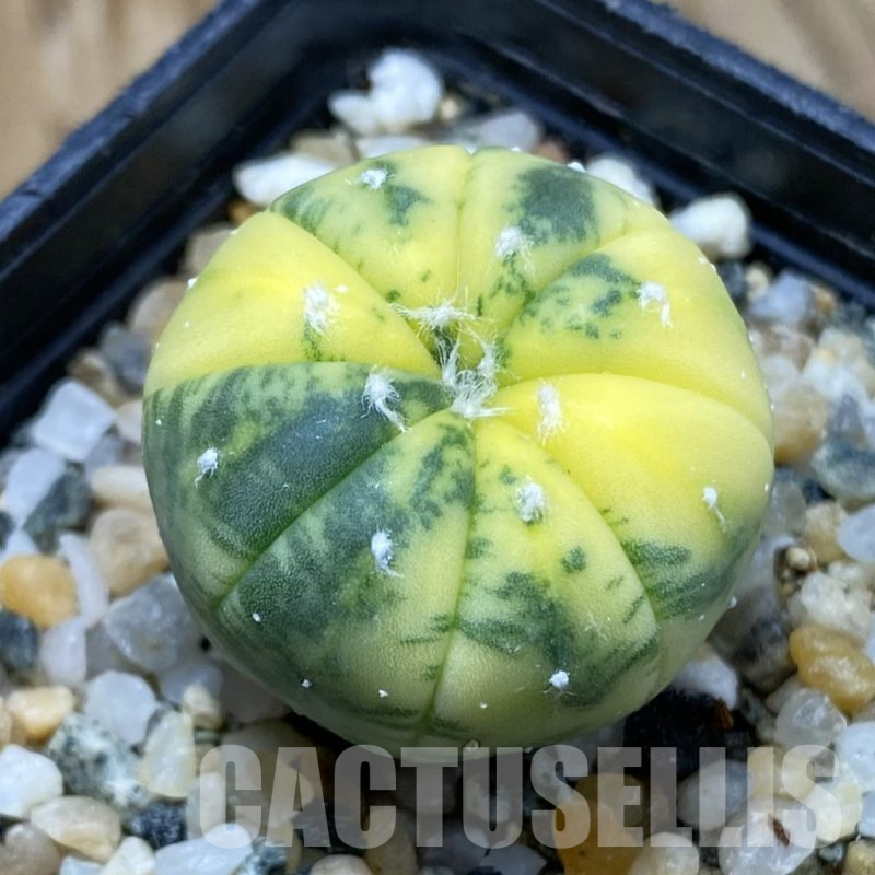 SH15987 Astrophytum asterias f. variegata