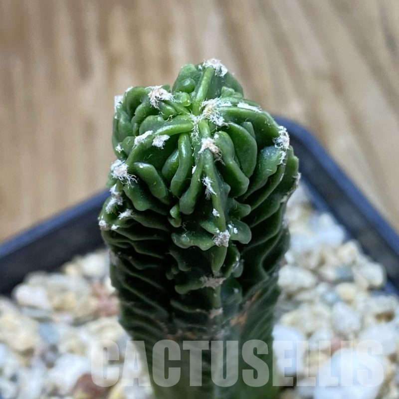 SH15988 Astrophytum myriostigma ‘Fukuryu’ f. nudum