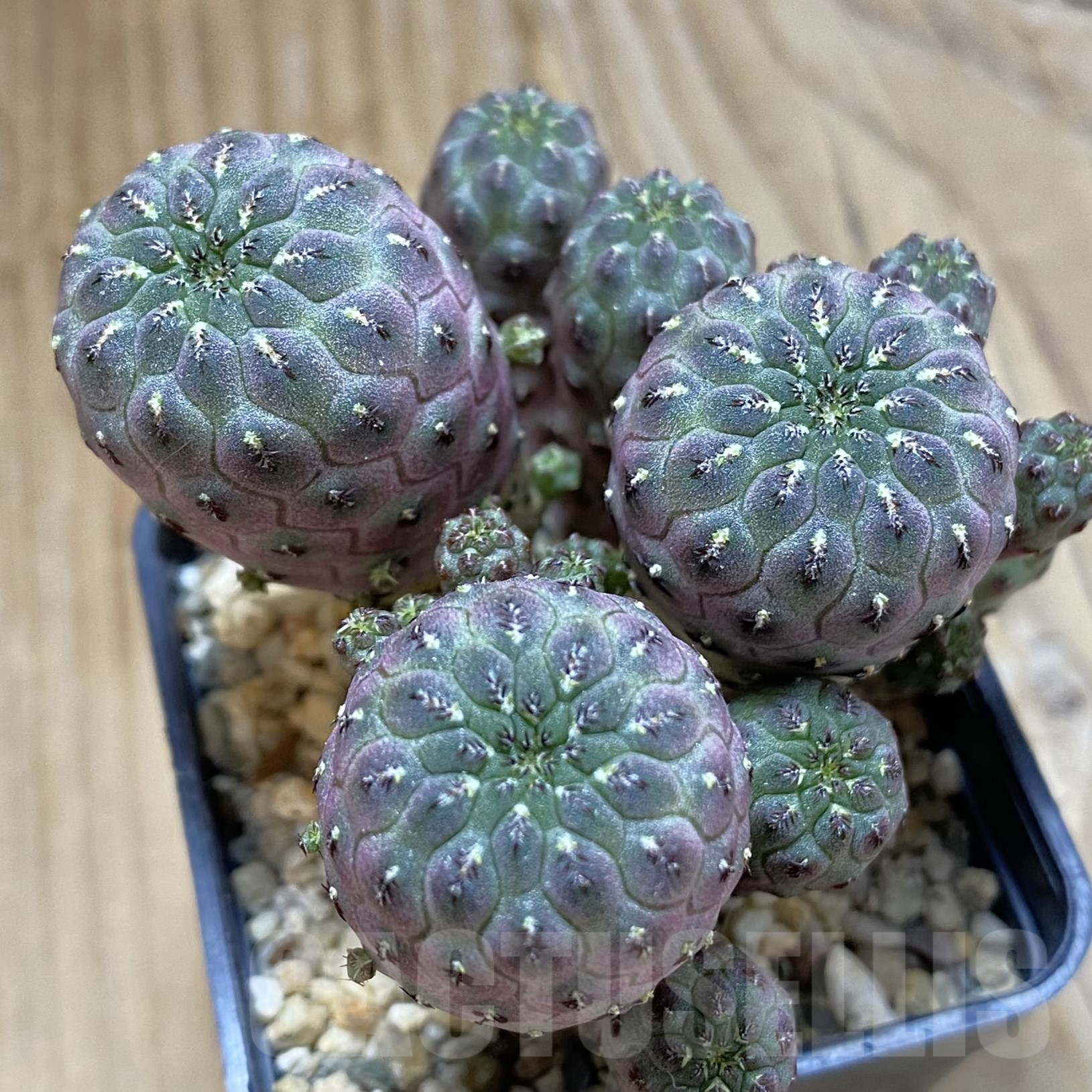 SH15989 Sulcorebutia rauschii
