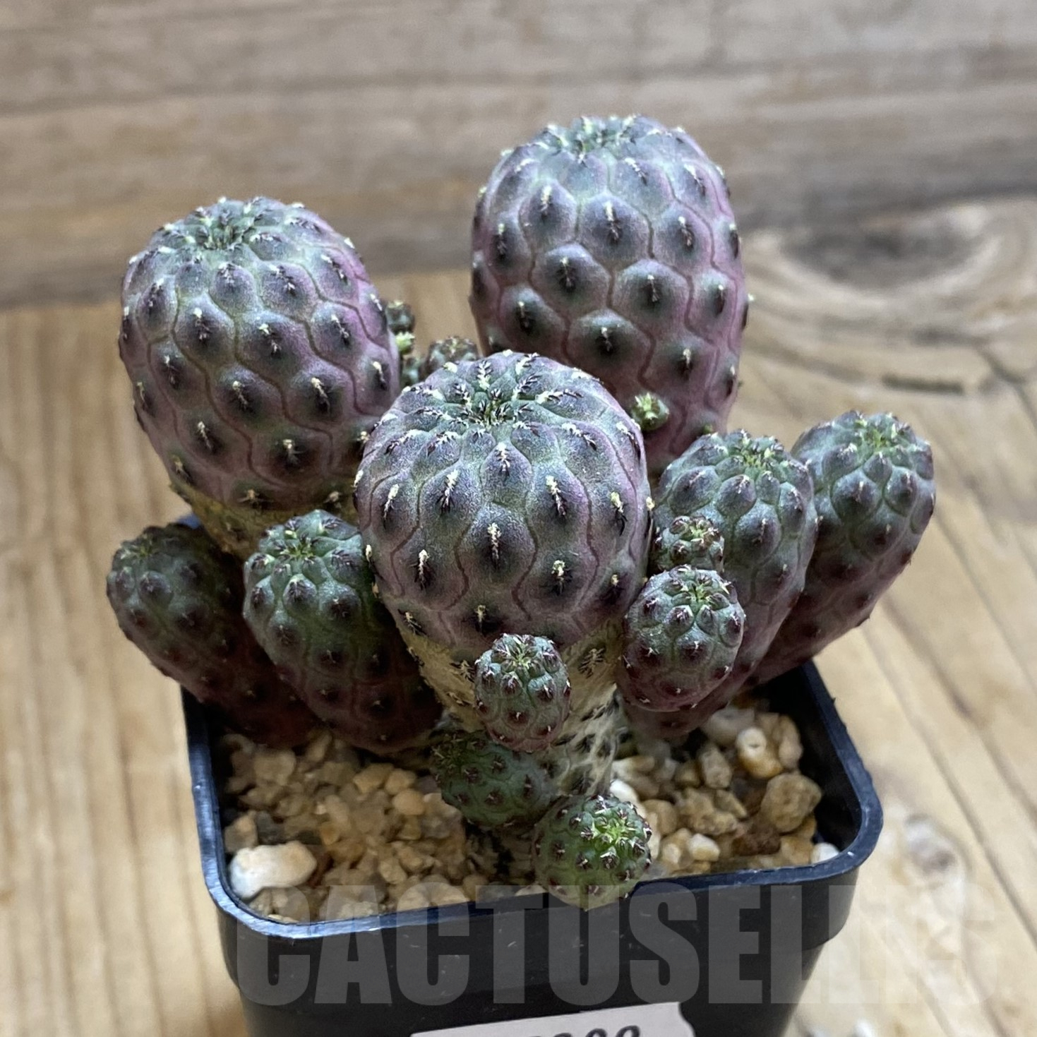 SH15989 Sulcorebutia rauschii - Image 2