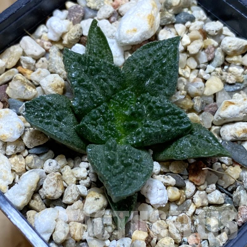 SH15990 Ariocarpus fissuratus ‘Godzilla’ hybrid, seedling