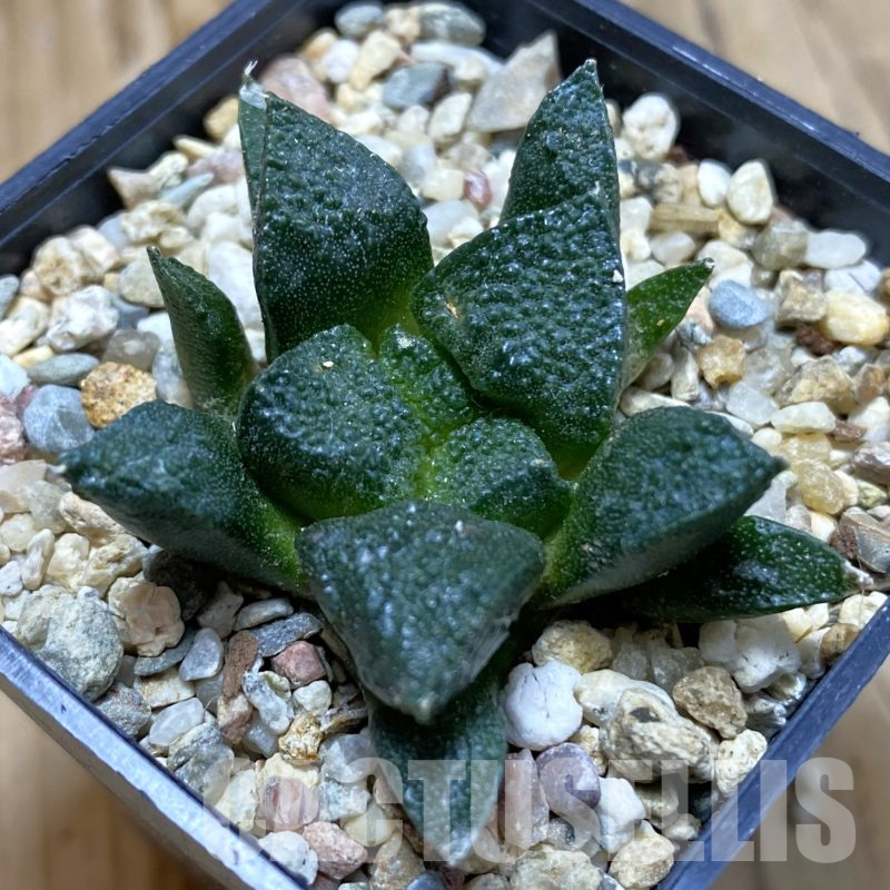 SH15991 Ariocarpus fissuratus ‘Godzilla’ hybrid, seedling