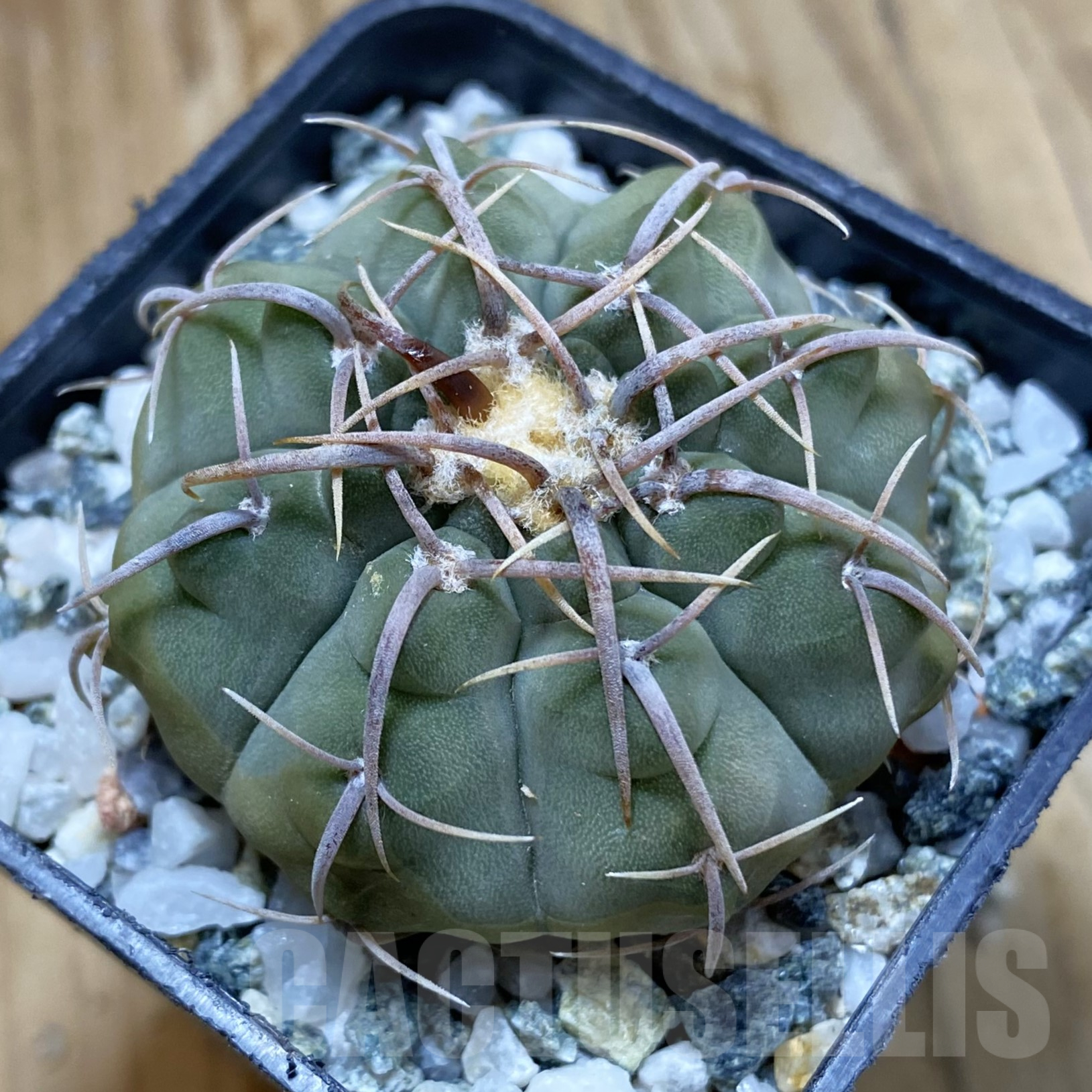 SH15992 Gymnocalycium vatteri, selection