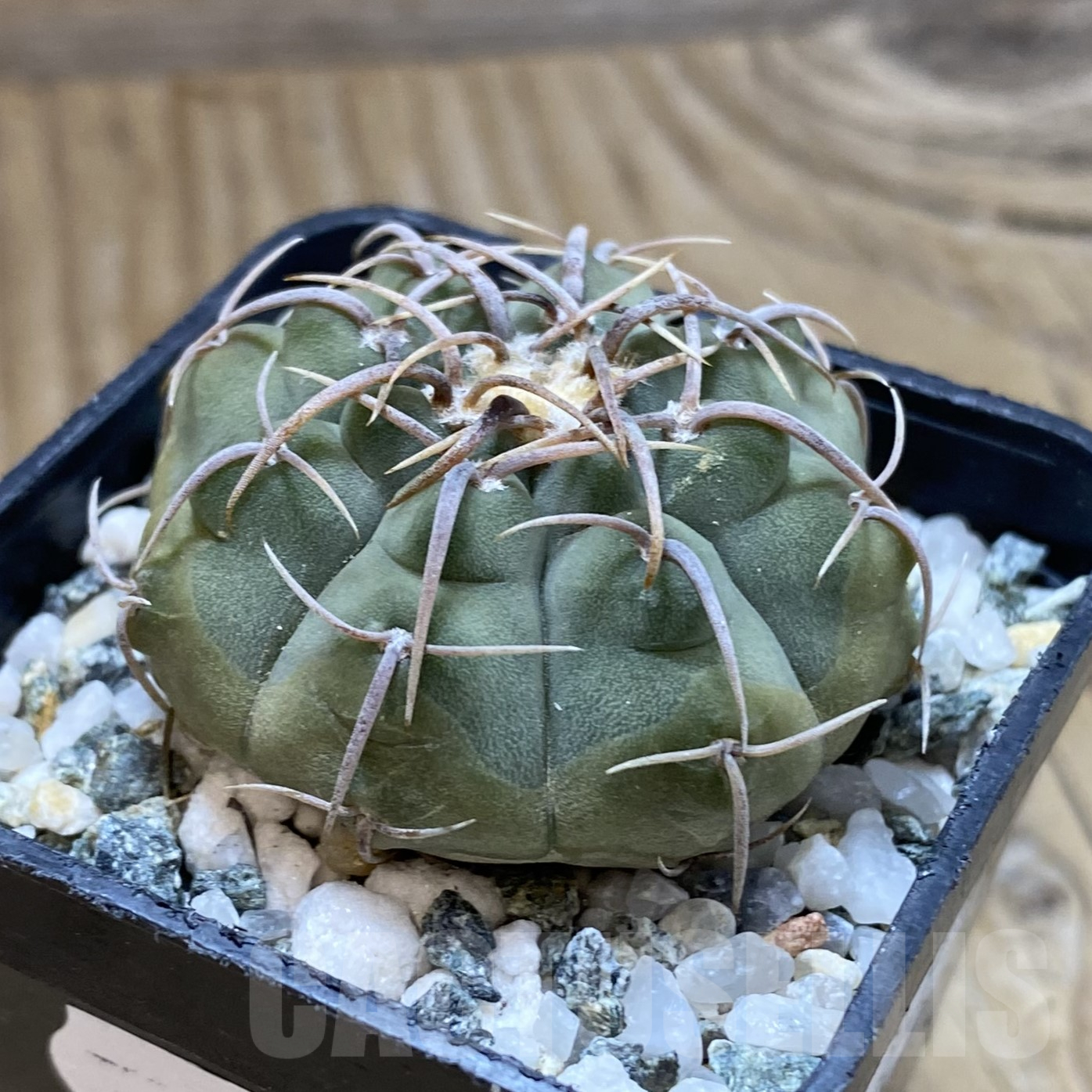 SH15992 Gymnocalycium vatteri, selection - Image 2