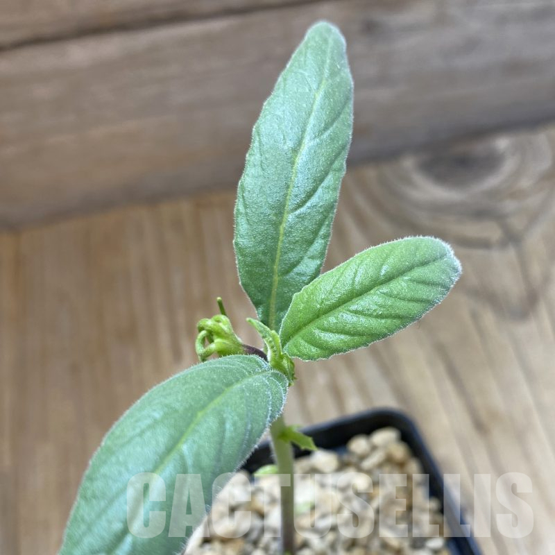 SH15996 Dorstenia psilurus ES22577 -Kipili, Tanzania-