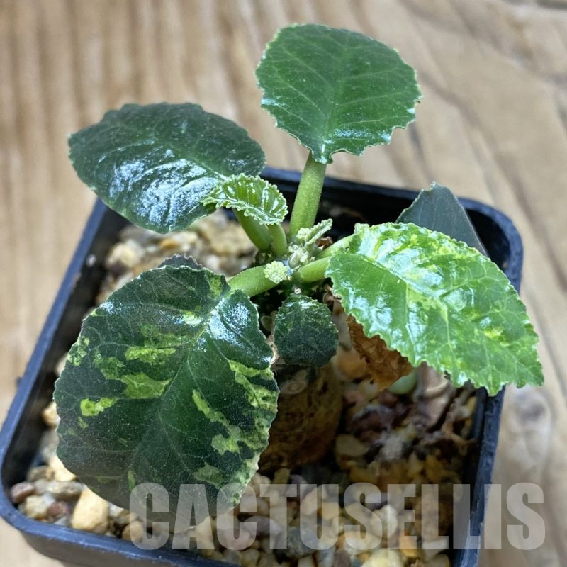 SH15997 Dorstenia hybrid f. variegata