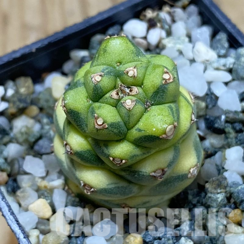 SH16000 Monadenium ritchiei f. variegata