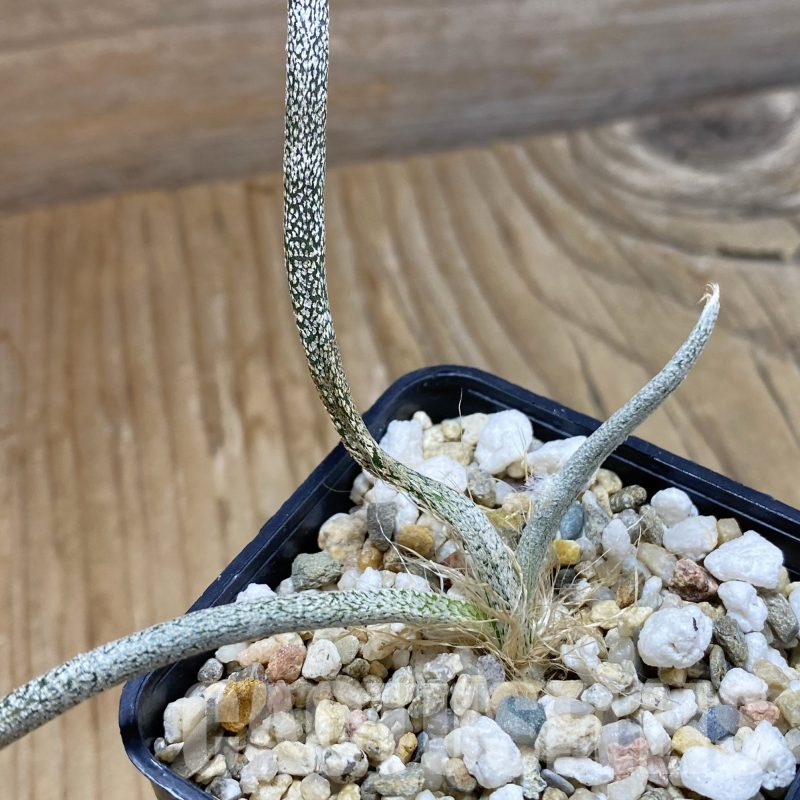 SH16002 Astrophytum caput-medusae, seedling