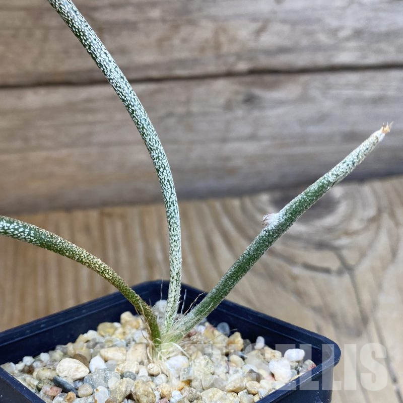 SH16003 Astrophytum caput-medusae, seedling