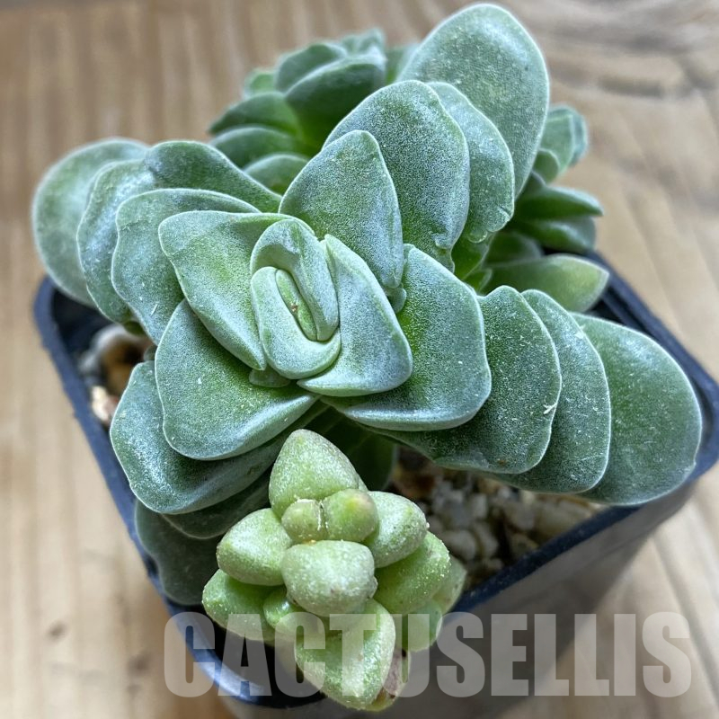 SH16005 Crassula 'Coralita'