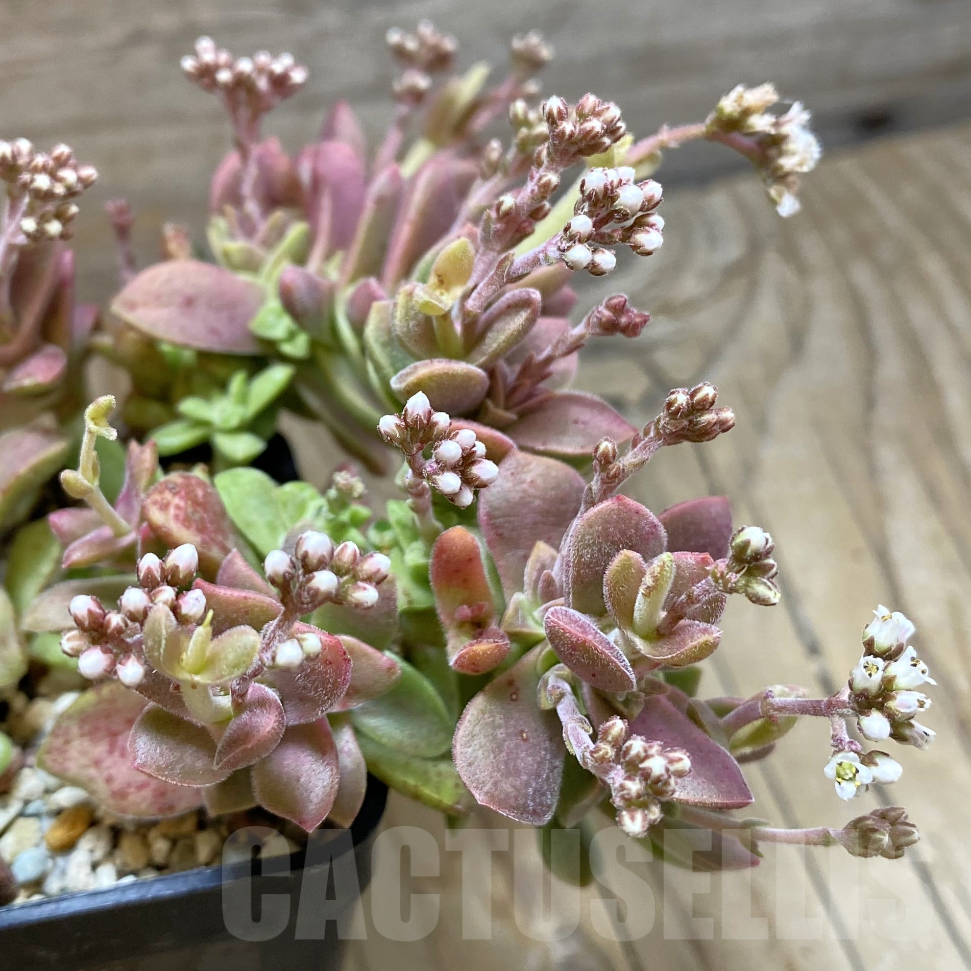 SH16007 Crassula ausensis hybrid