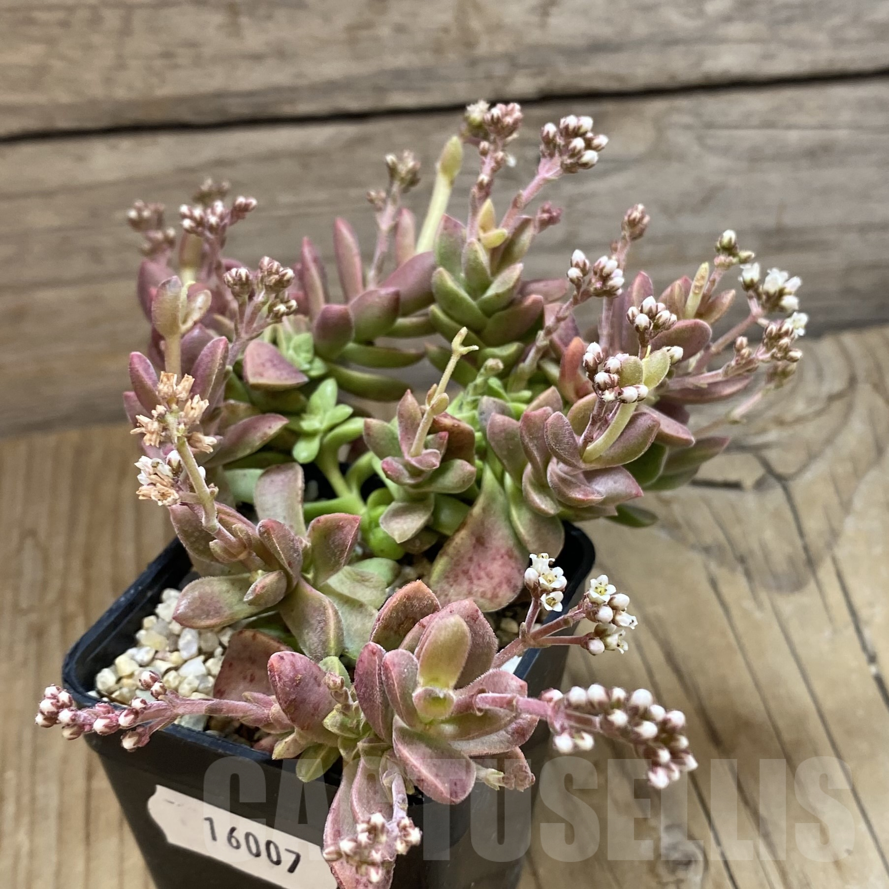 SH16007 Crassula ausensis hybrid - Image 2