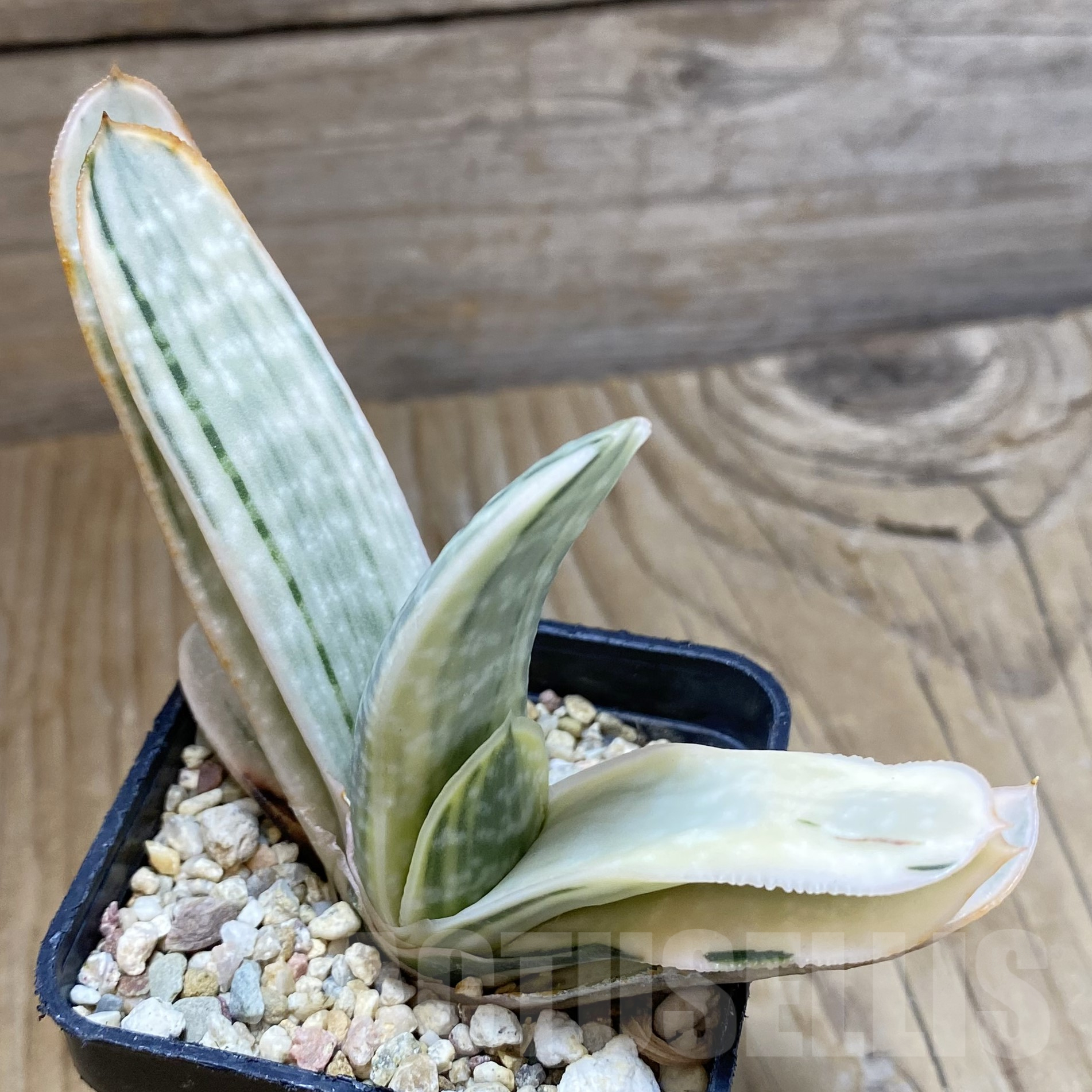 SH16008 Gasteria obtusa f. variegata - Image 2
