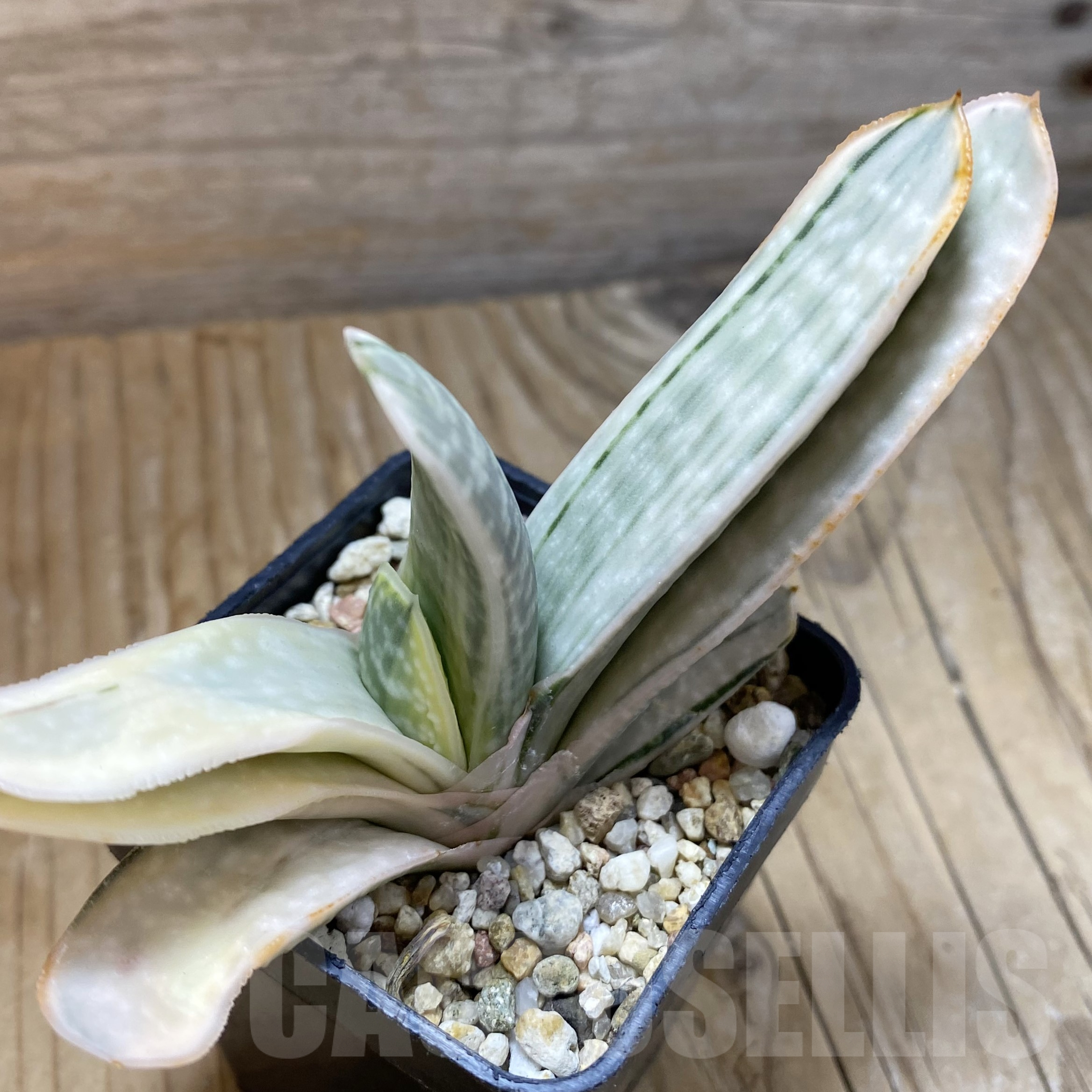 SH16008 Gasteria obtusa f. variegata