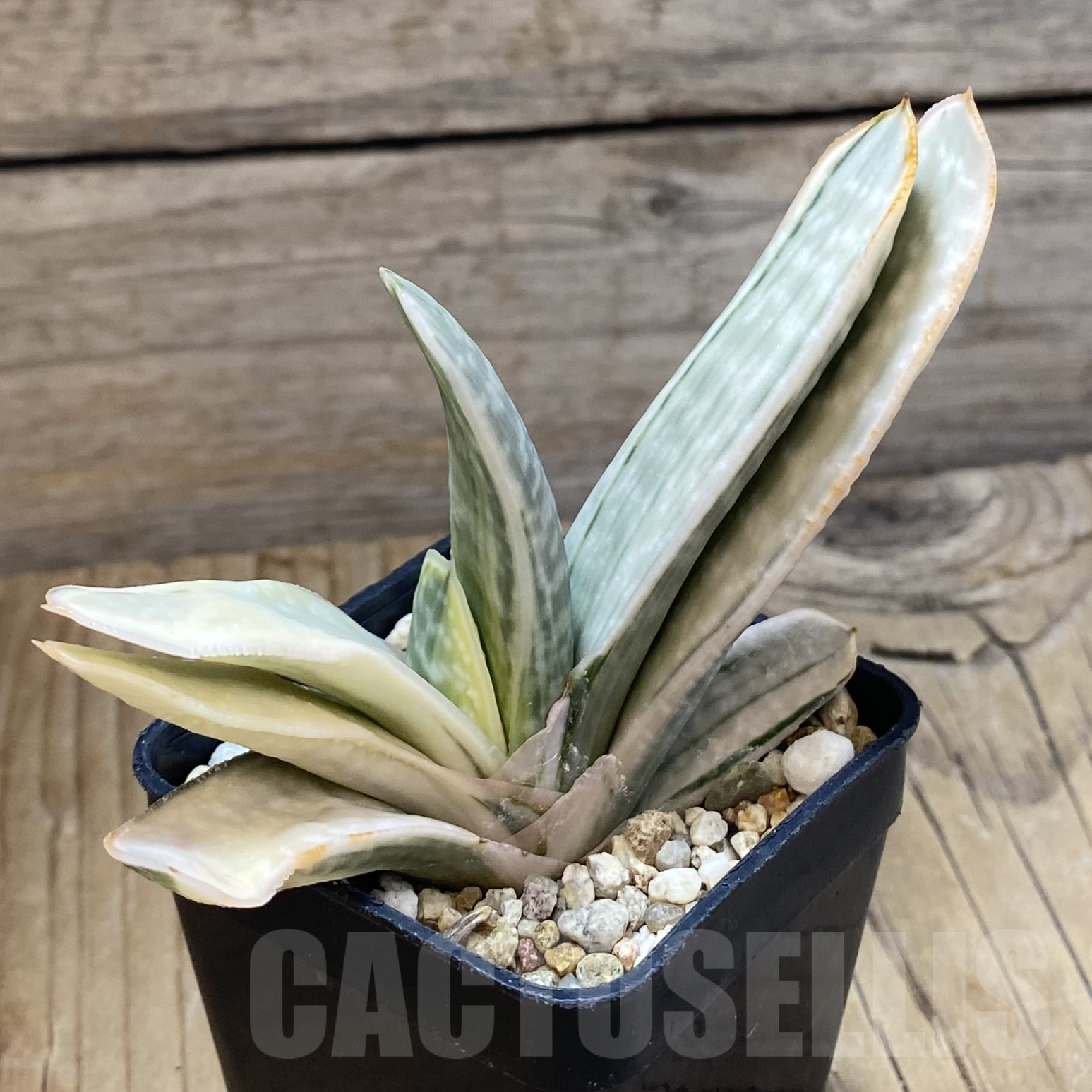 SH16008 Gasteria obtusa f. variegata - Image 3