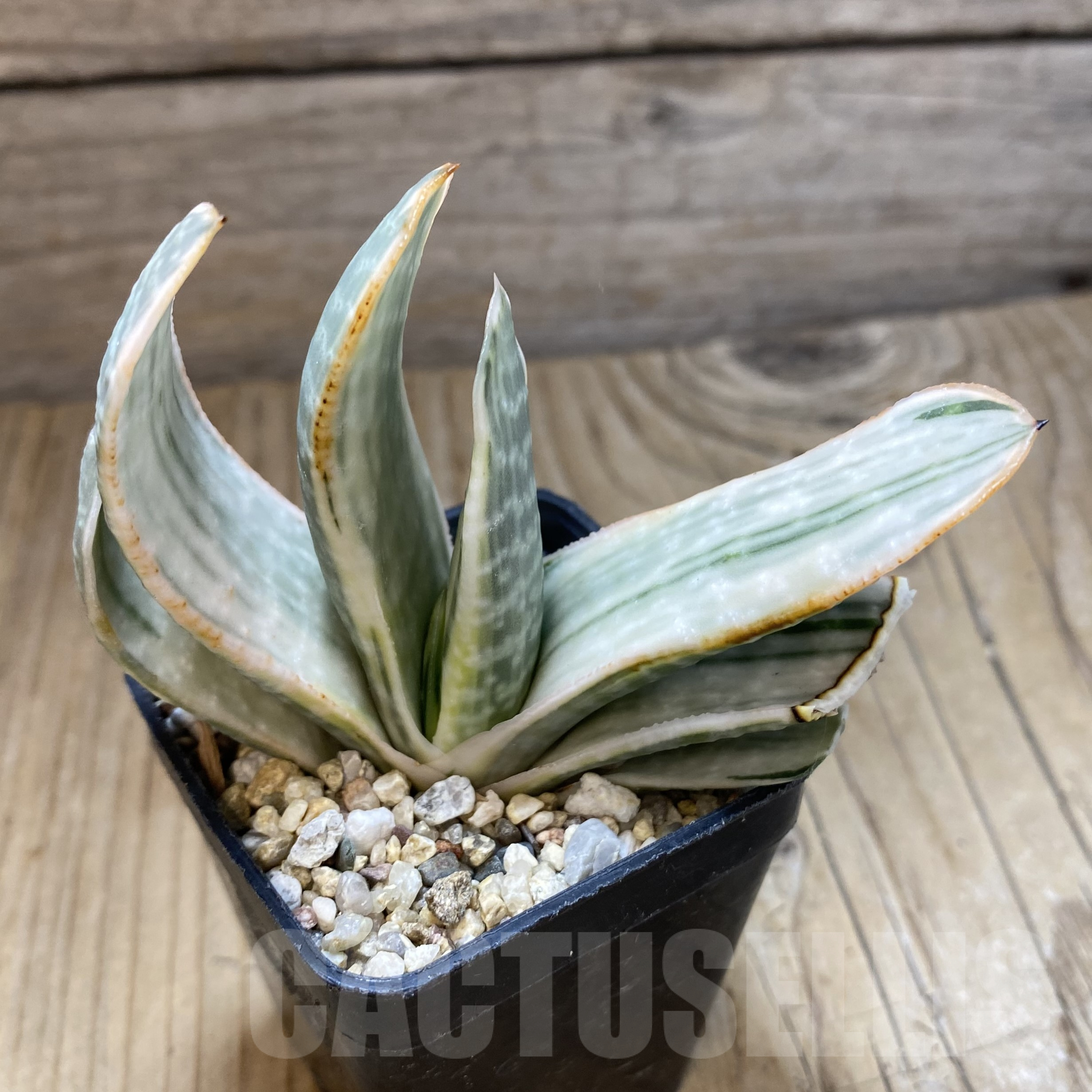 SH16009 Gasteria obtusa f. variegata - Image 2