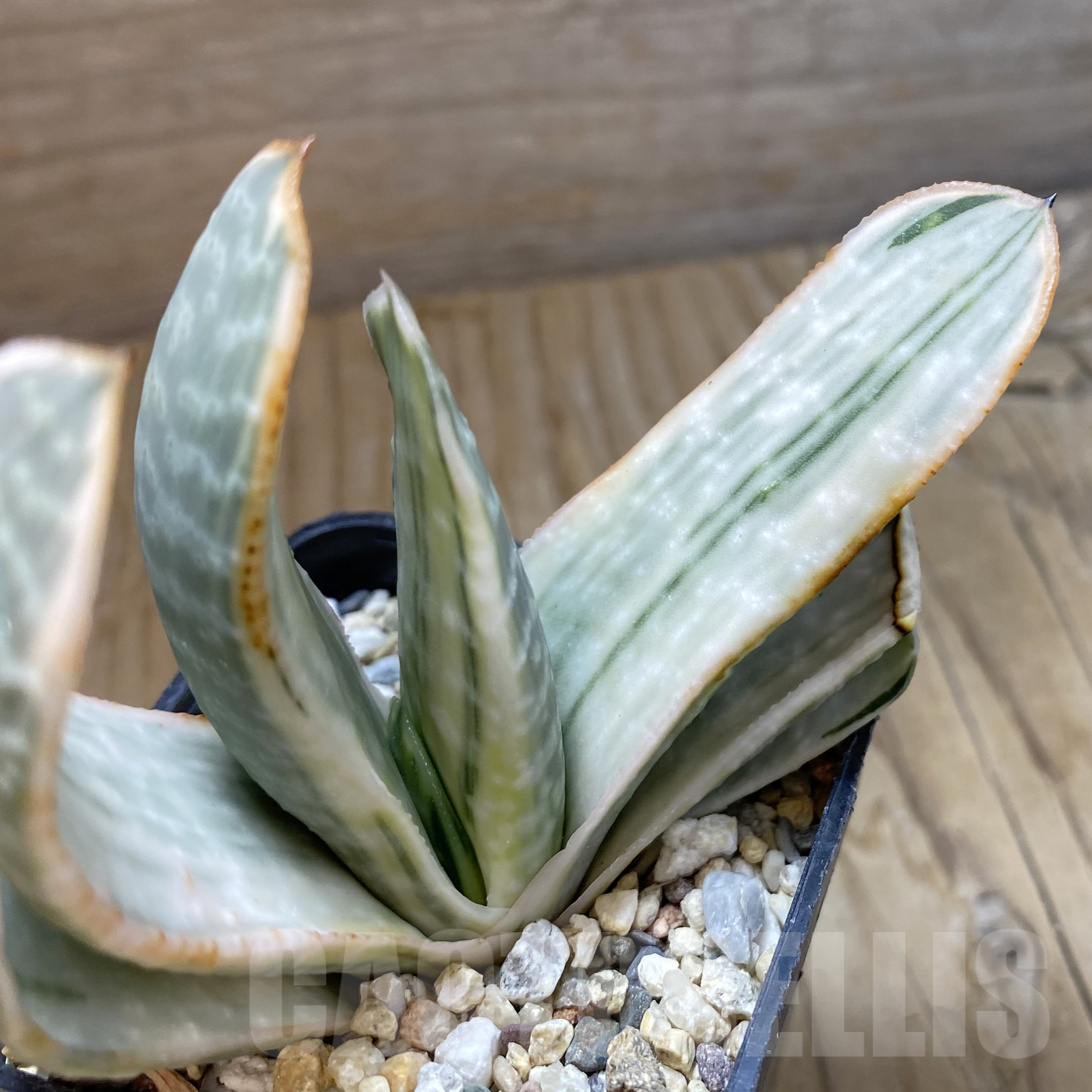 SH16009 Gasteria obtusa f. variegata