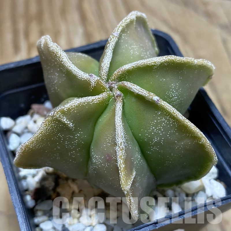 SH16010 Astrophytum myriostigma v. multicostatum