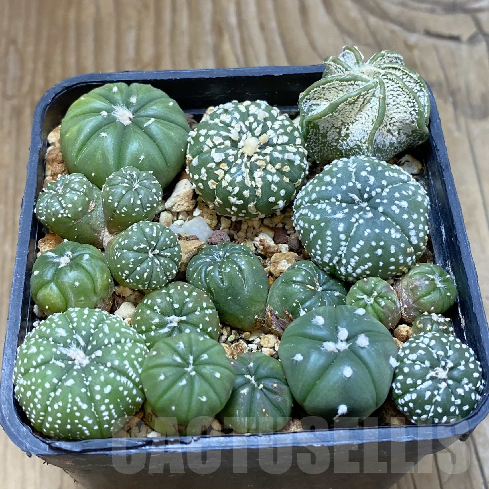 SH16015 Astrophytum asterias mix