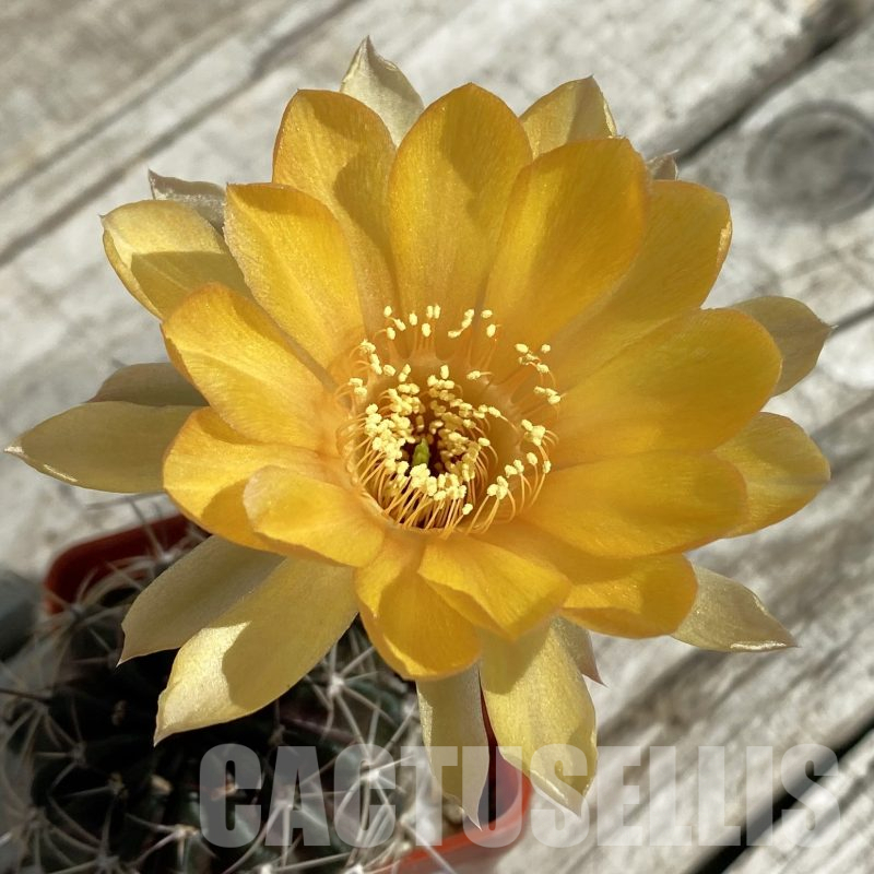 SH16012 Lobivia ferox hybrid, 2 plants