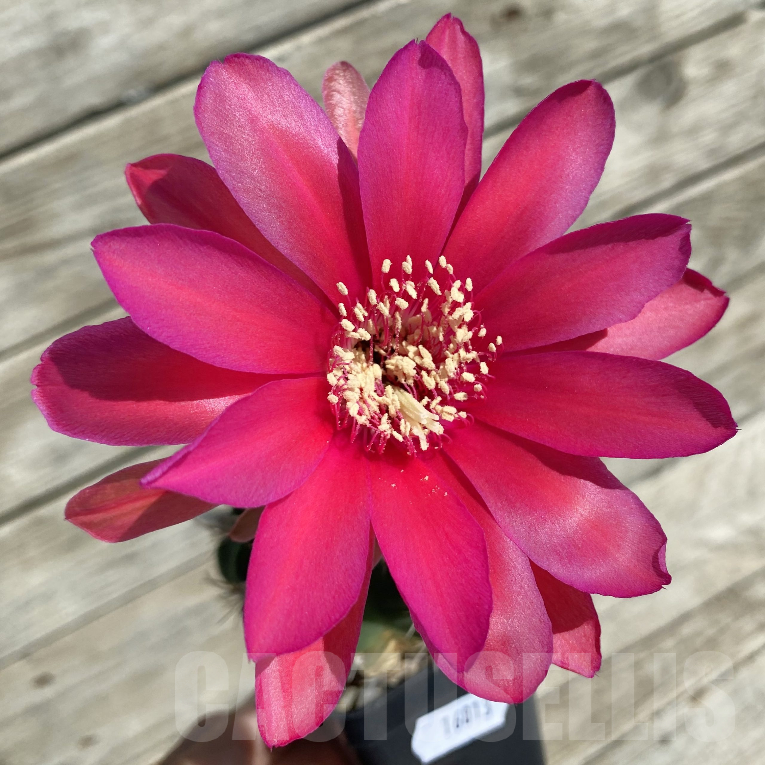 SH16013 Lobivia cinnabarina v. grandiflora