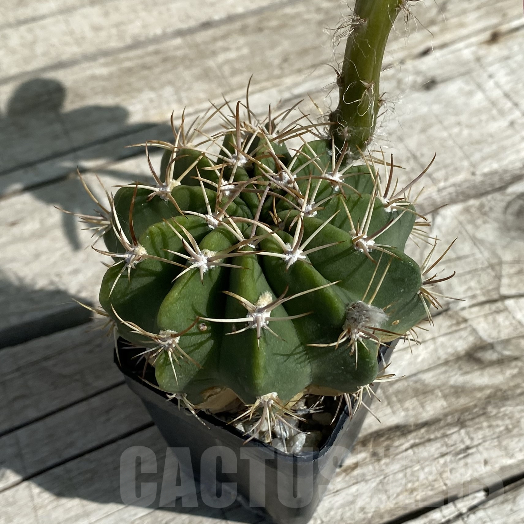 SH16013 Lobivia cinnabarina v. grandiflora - Image 2