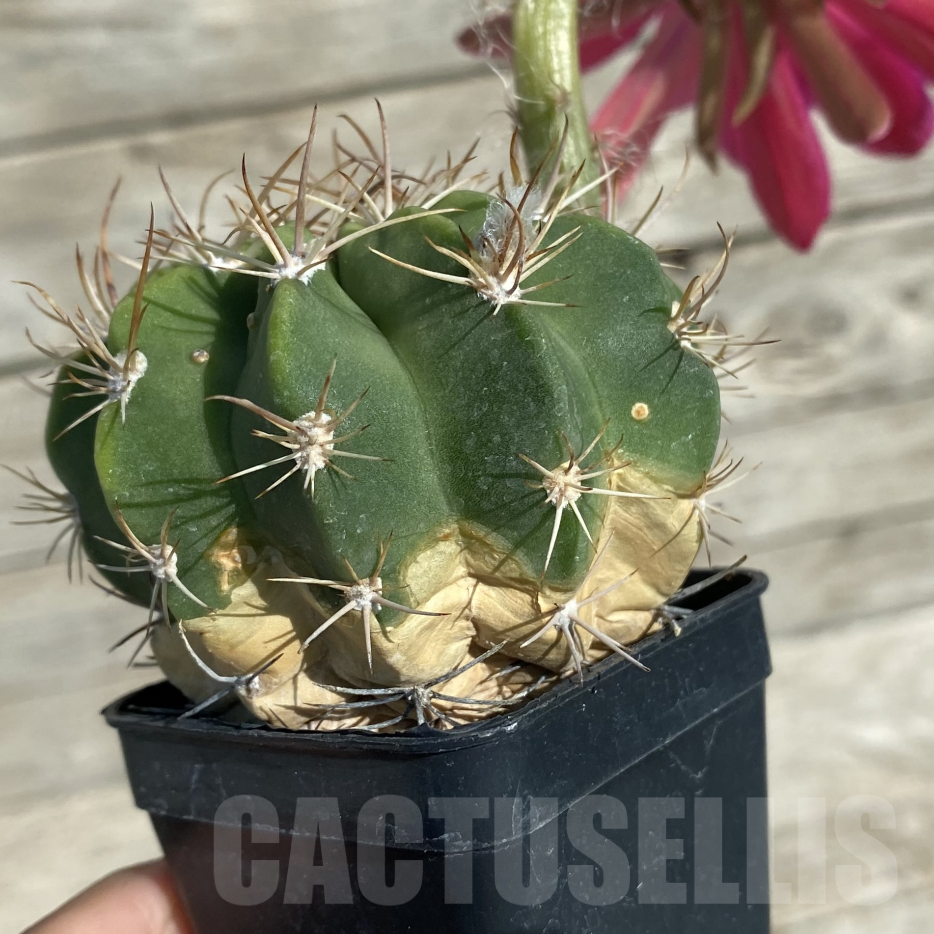 SH16013 Lobivia cinnabarina v. grandiflora - Image 3