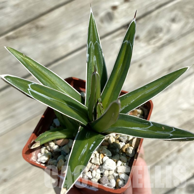 SH16019 Agave victoriae-reginae 'Mediopicta'